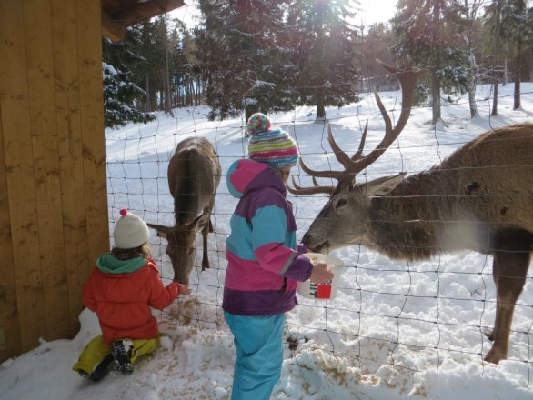 Hirschfütterung, © Naturpark Hohe Wand Hirschfütterung, © Naturpark Hohe Wand