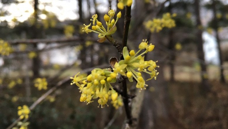 Dirndlblüte, © Naturpark Hohe Wand 