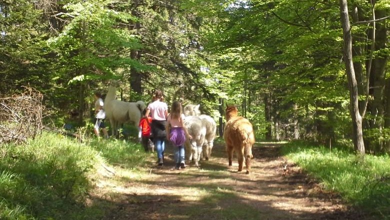 Lama und Alpaka Wanderung , © Naturpark Hohe Wand 