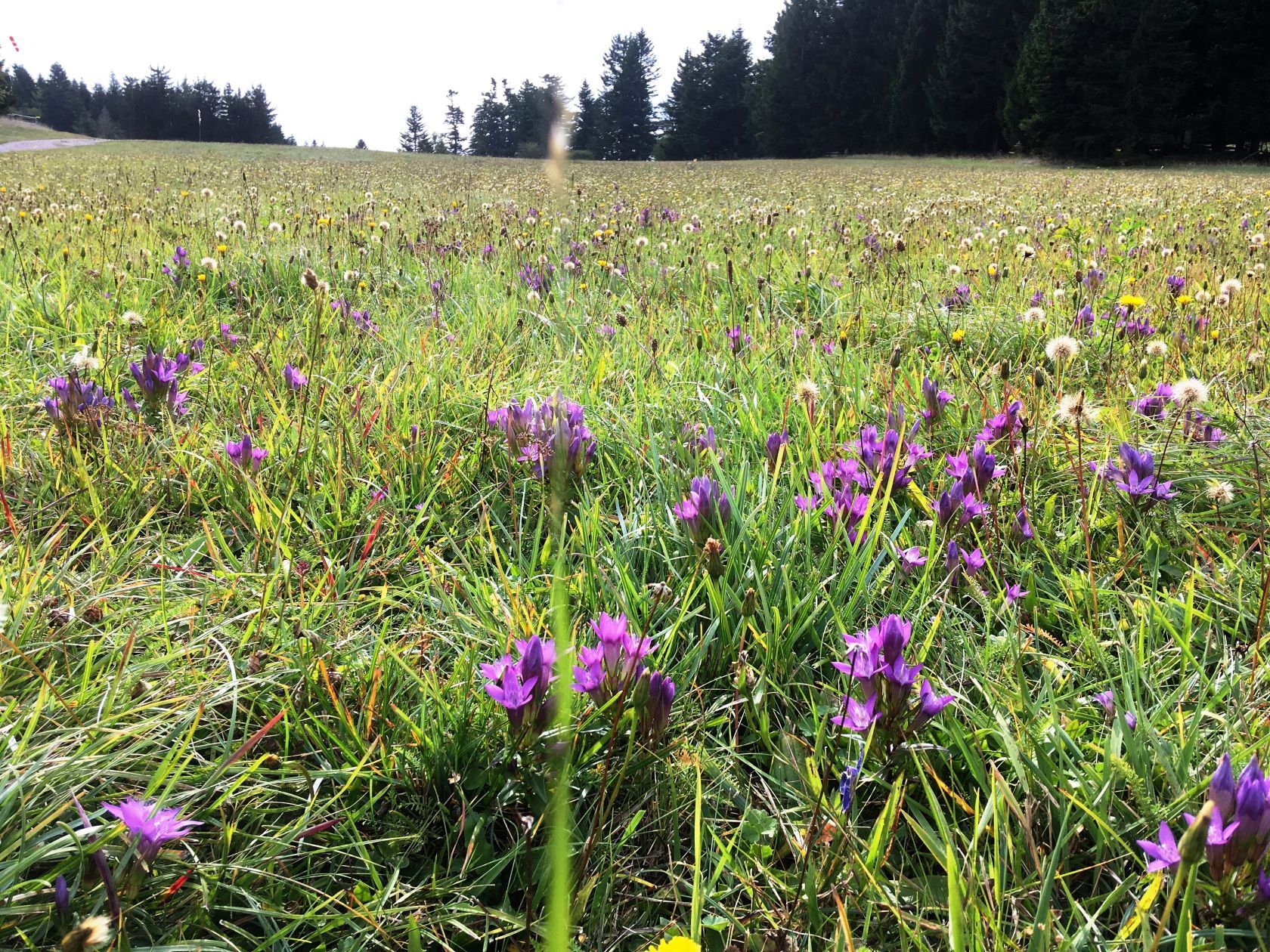 Wiese mit Knäuelglockenblumen