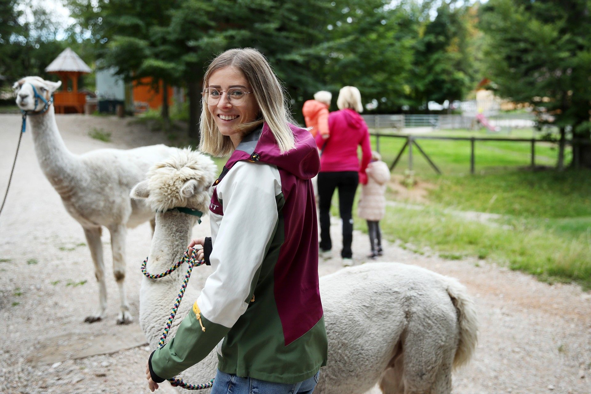 Eine junge Frau hält ein Alpaka an der Leine, ein weißes Lama im Hintergrund 