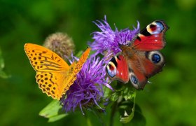 Schmetterling, © Franz Zwickl