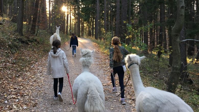 Lama und Alpaka, © Naturpark Hohe Wand 