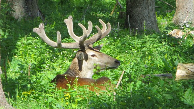 Hirsch, © Naturpark Hohe Wand 