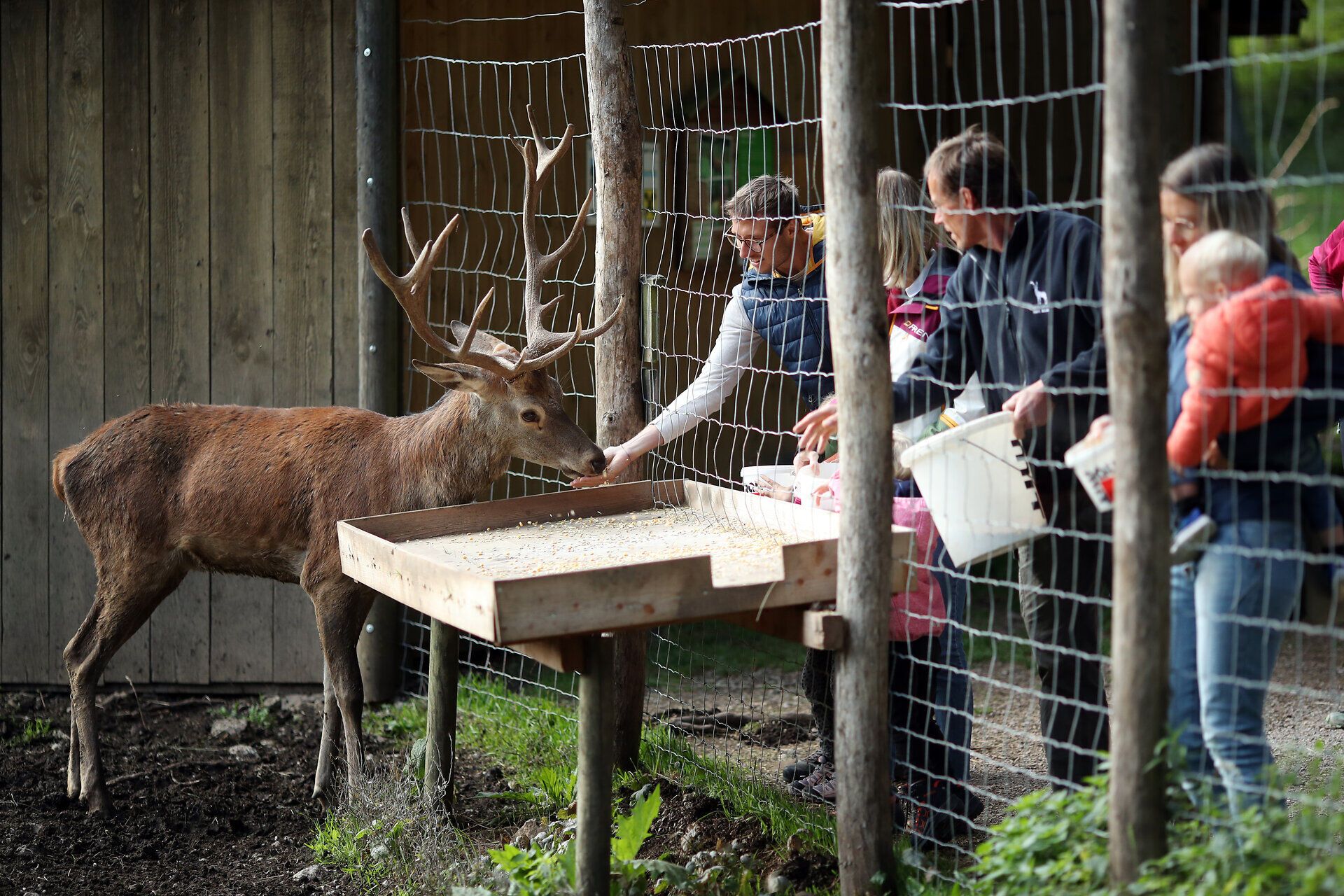 Eine Familie steht am Wildtiergehege und füttert die Tiere im Naturpark Hohe Wand. 