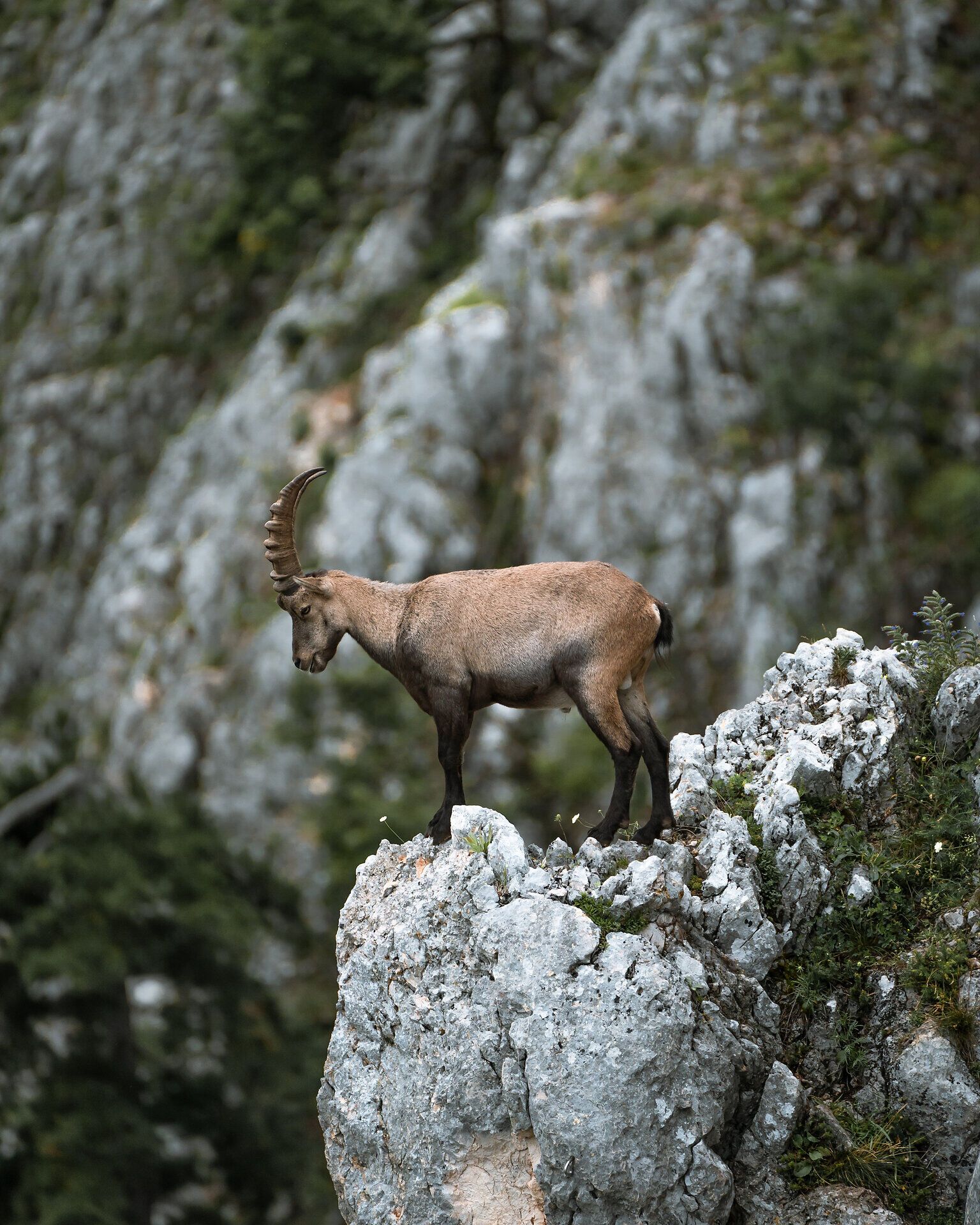 A majestic ibex stands proudly on a rock, gazing out over the breathtaking landscape of the Vienna Alps. The fresh mountain air and the stunning views invite you to enjoy the beauty of nature and experience unforgettable moments.