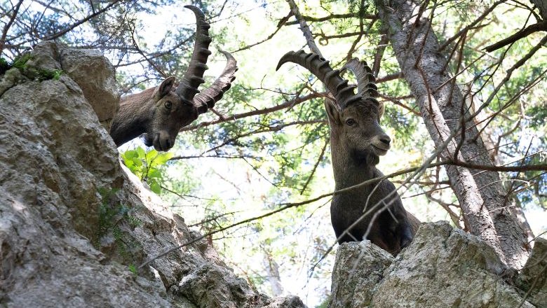 Steinbock , © Naturpark Hohe Wand 