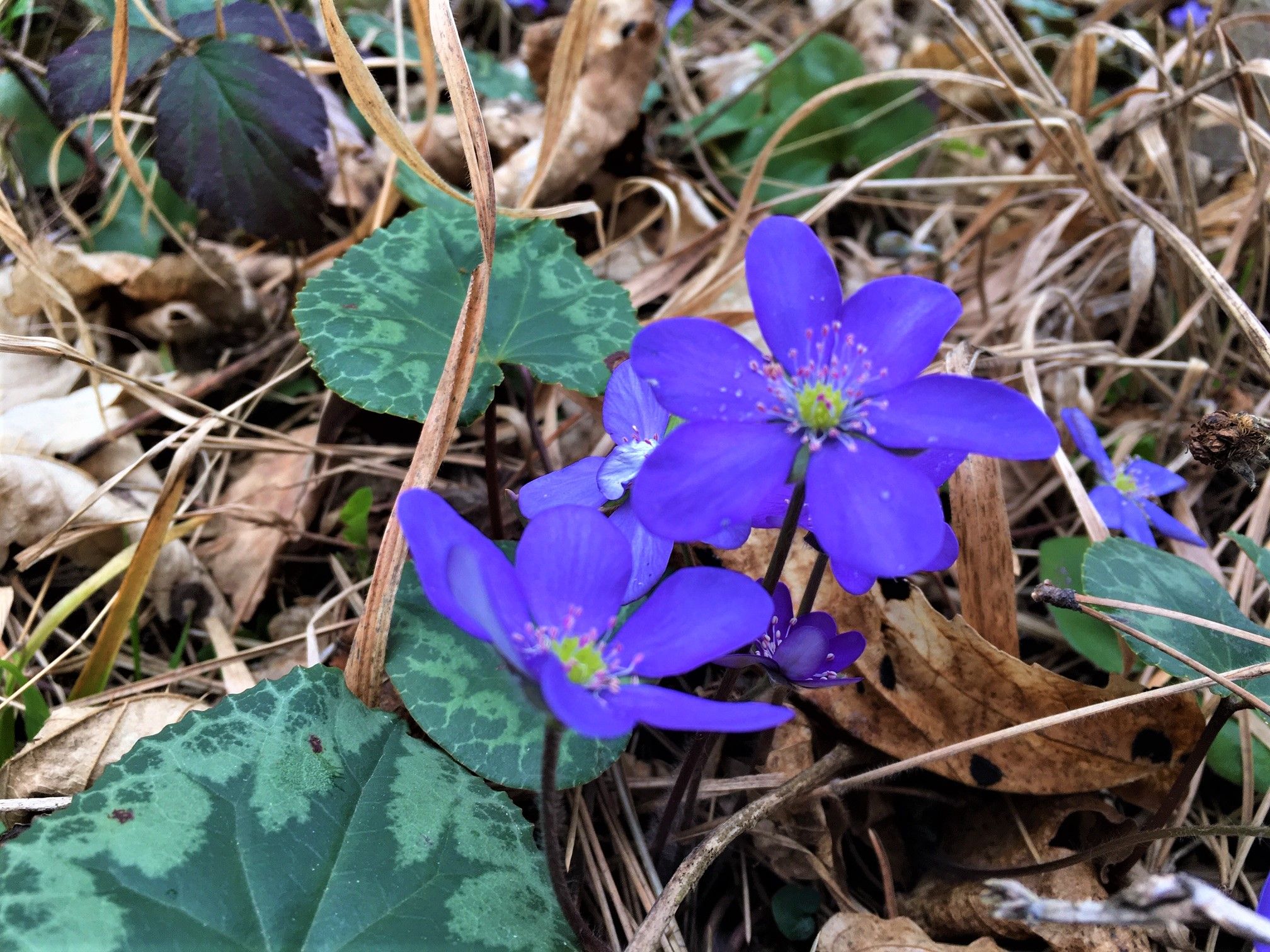 blaue Blüten vom Leberblümchen
