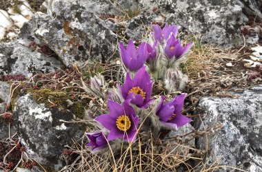 Kuhschelle, © Naturpark Hohe Wand 