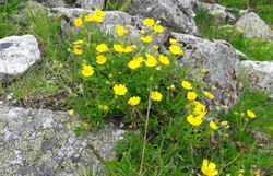Das gelb leuchtende Fingerkraut zwischen den Felsen 