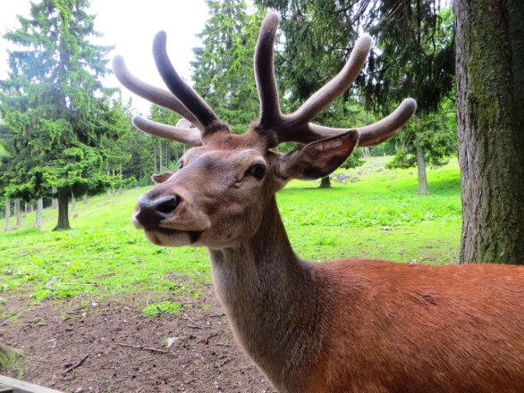 Hirsch im Bast, © Naturpark Hohe Wand