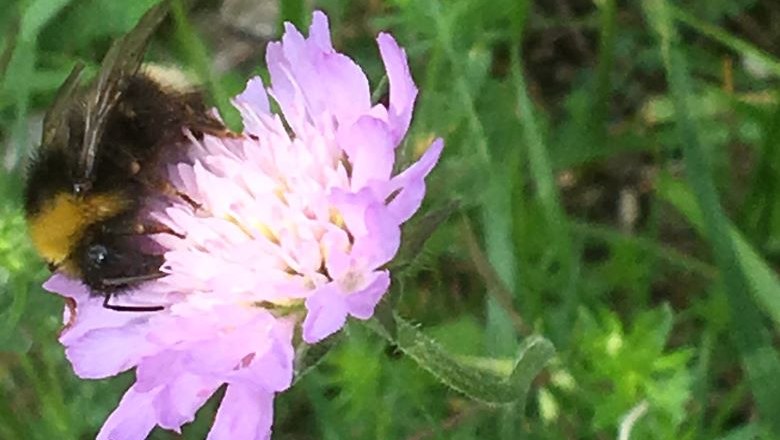 Wildbienen , © Naturpark Hohe Wand 