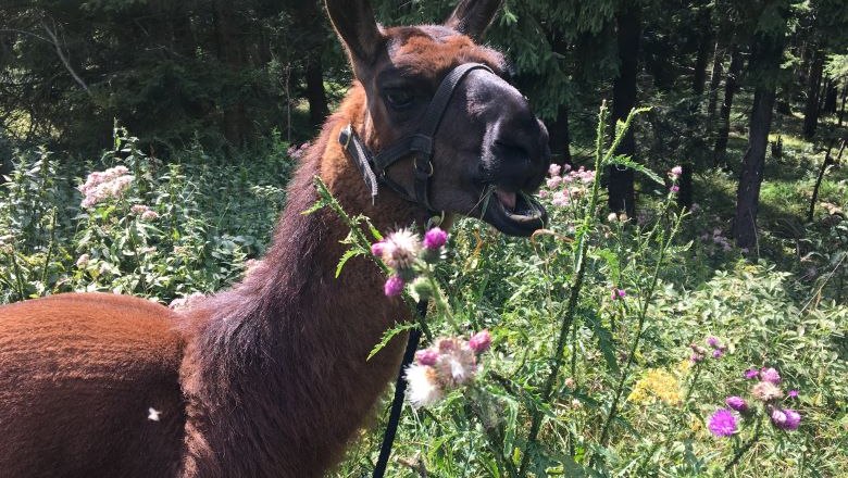 Lama, © Naturpark Hohe Wand 