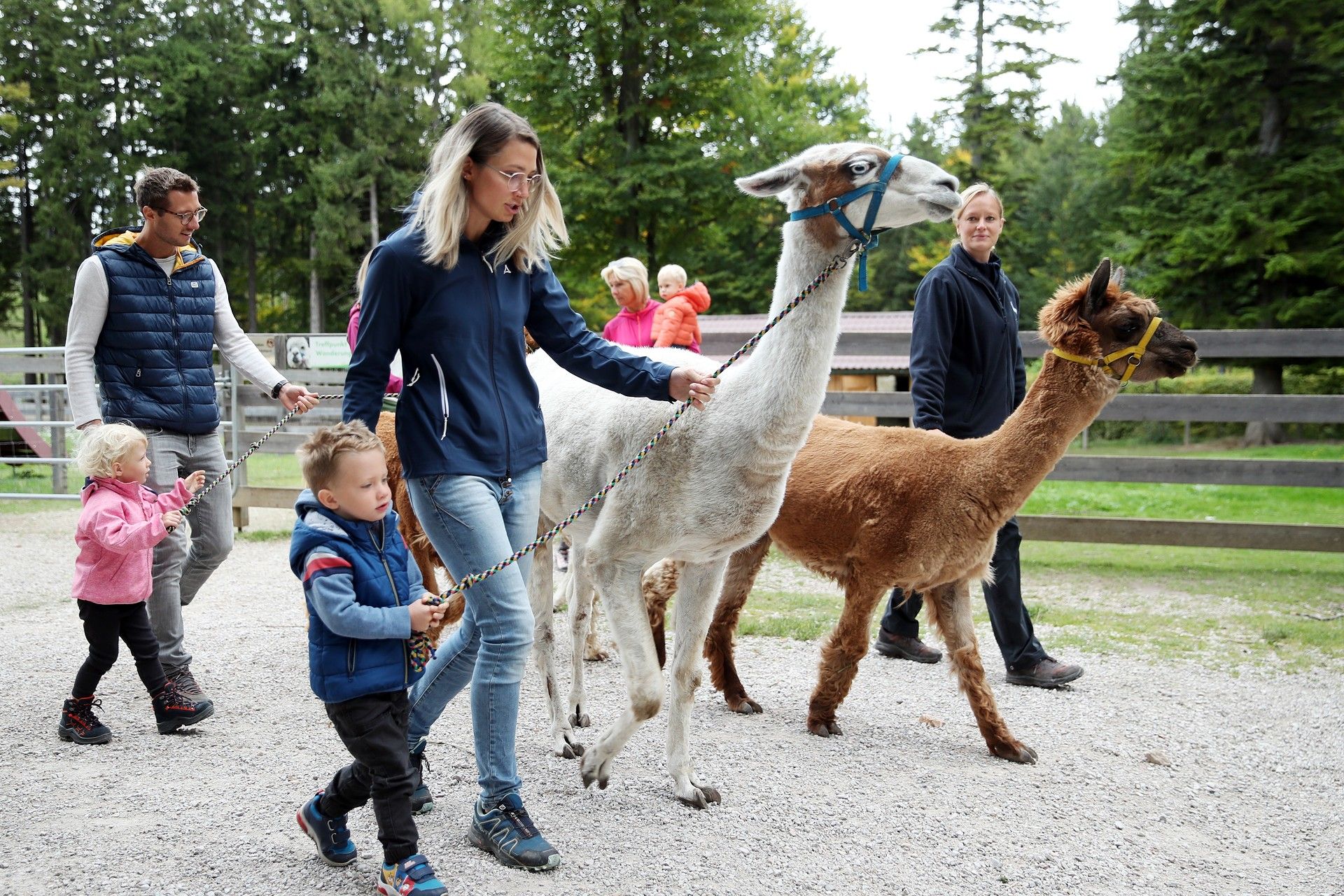 2 kleine Kinder und ihre Eltern führen die Lamas und Alpakas an der Leine 