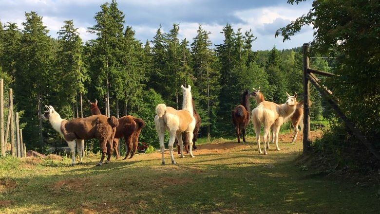 Lama und Alpaka , © Naturpark Hohe Wand 