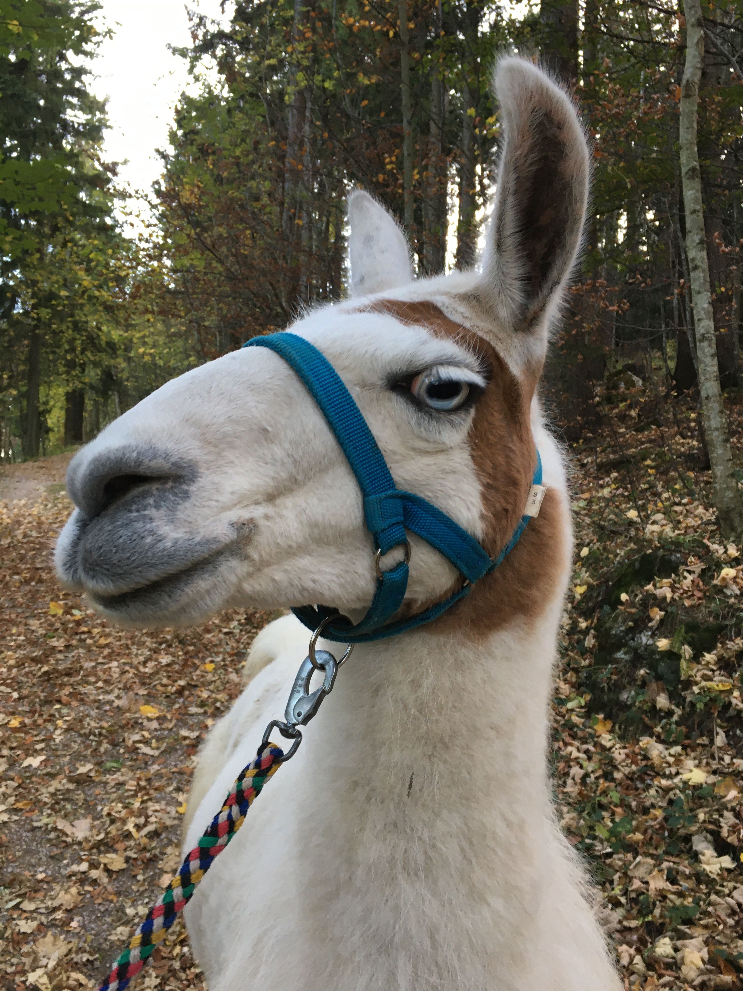 Weißes Lama mit blauen Augen 