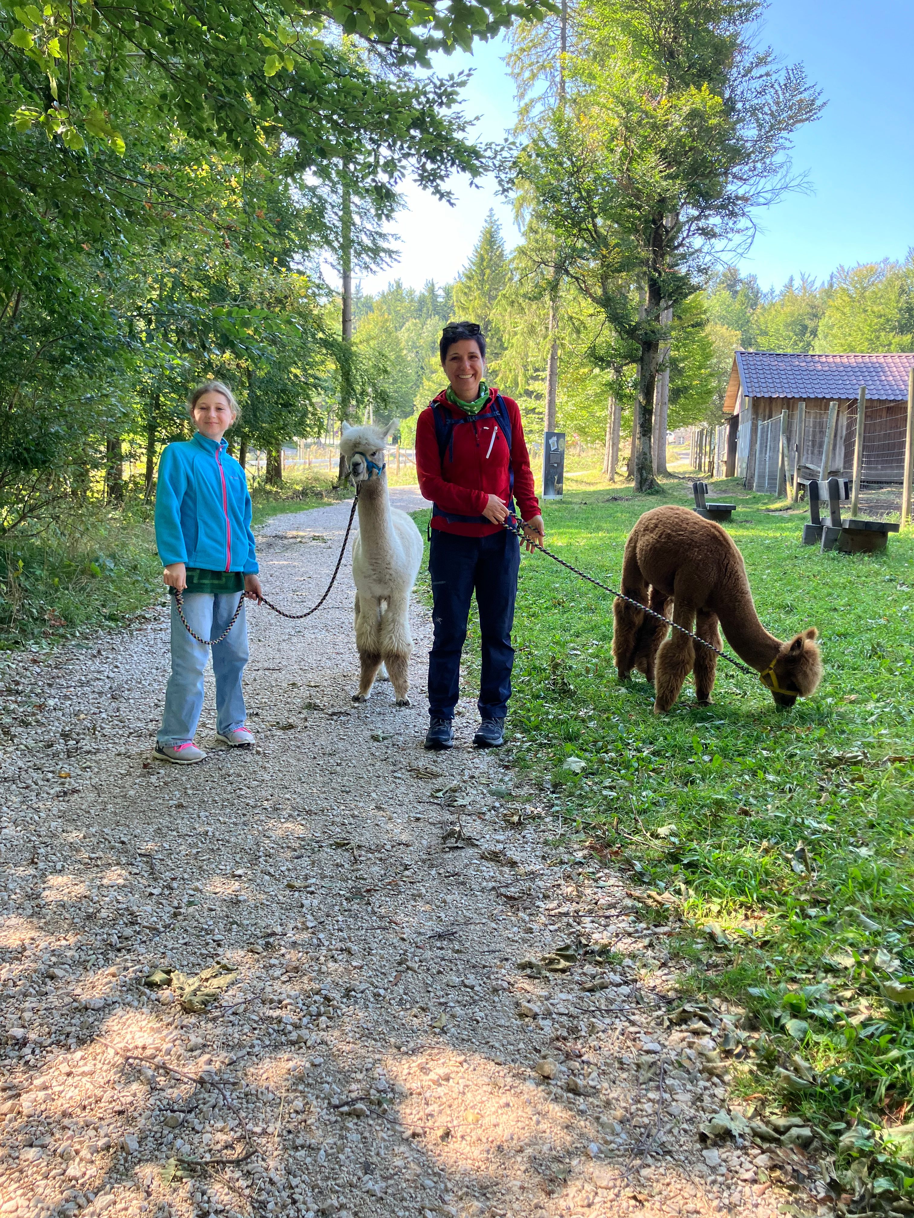 2 Damen führen 2 Alpakas an der Leine 
