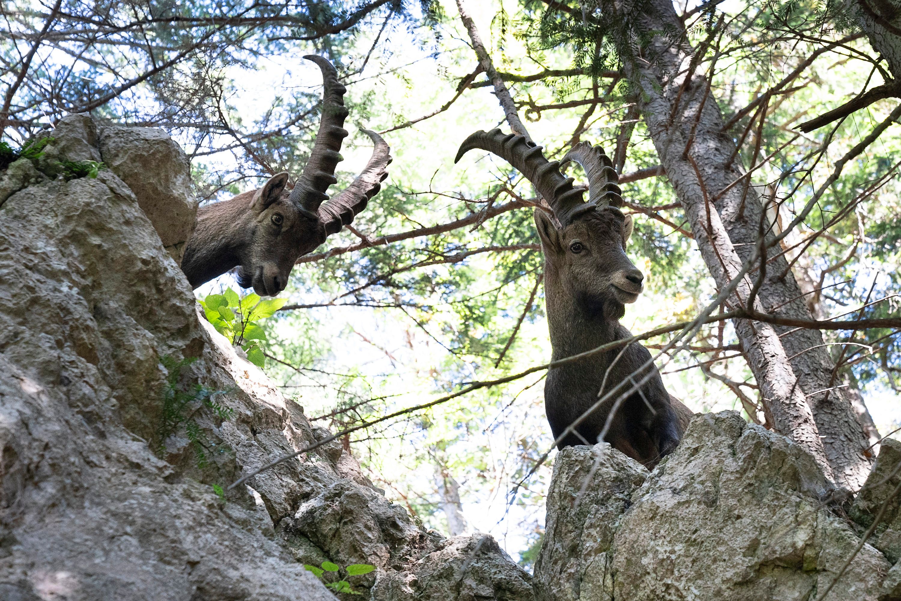 Zwei Steinböcke auf Felsen
