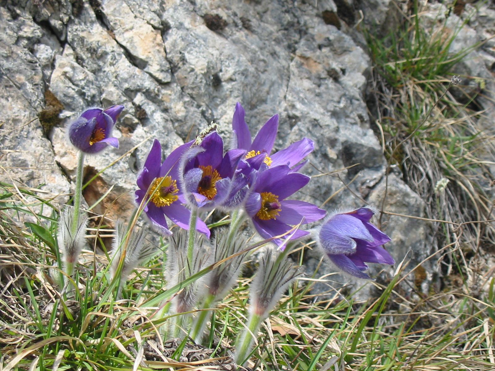 Lila Glocken von der Kuhschelle 