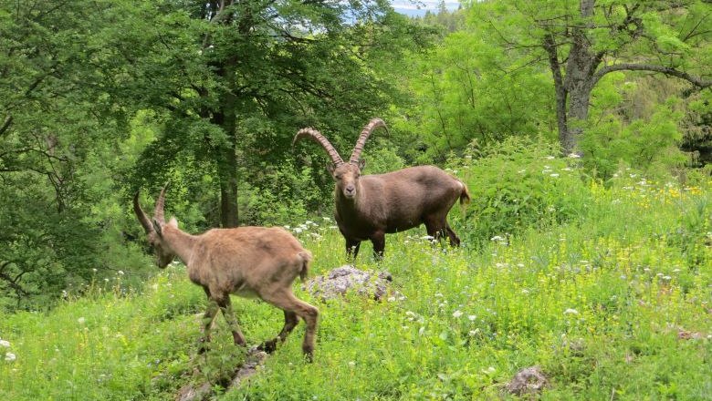 Steinbock , © Naturpark Hohe Wand 