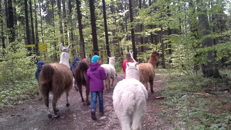 Lama und Alpaka Wanderung, © Naturpark Hohe Wand 