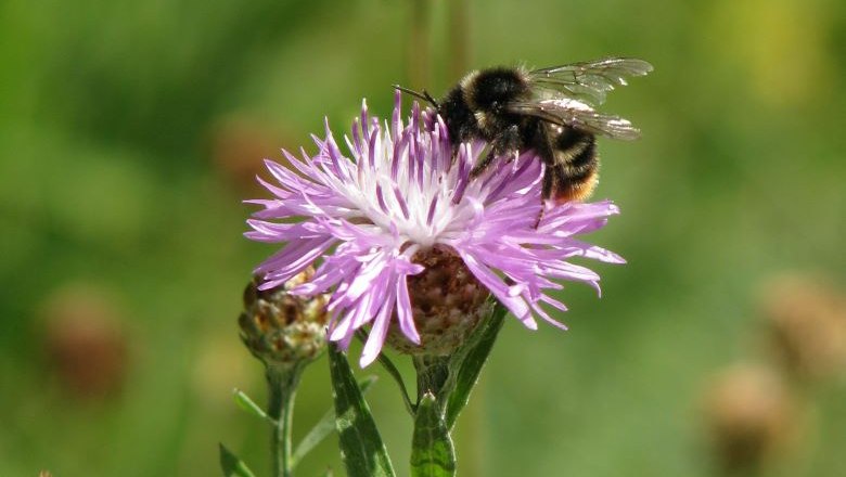 Wildbienen, © Naturpark Hohe Wand 