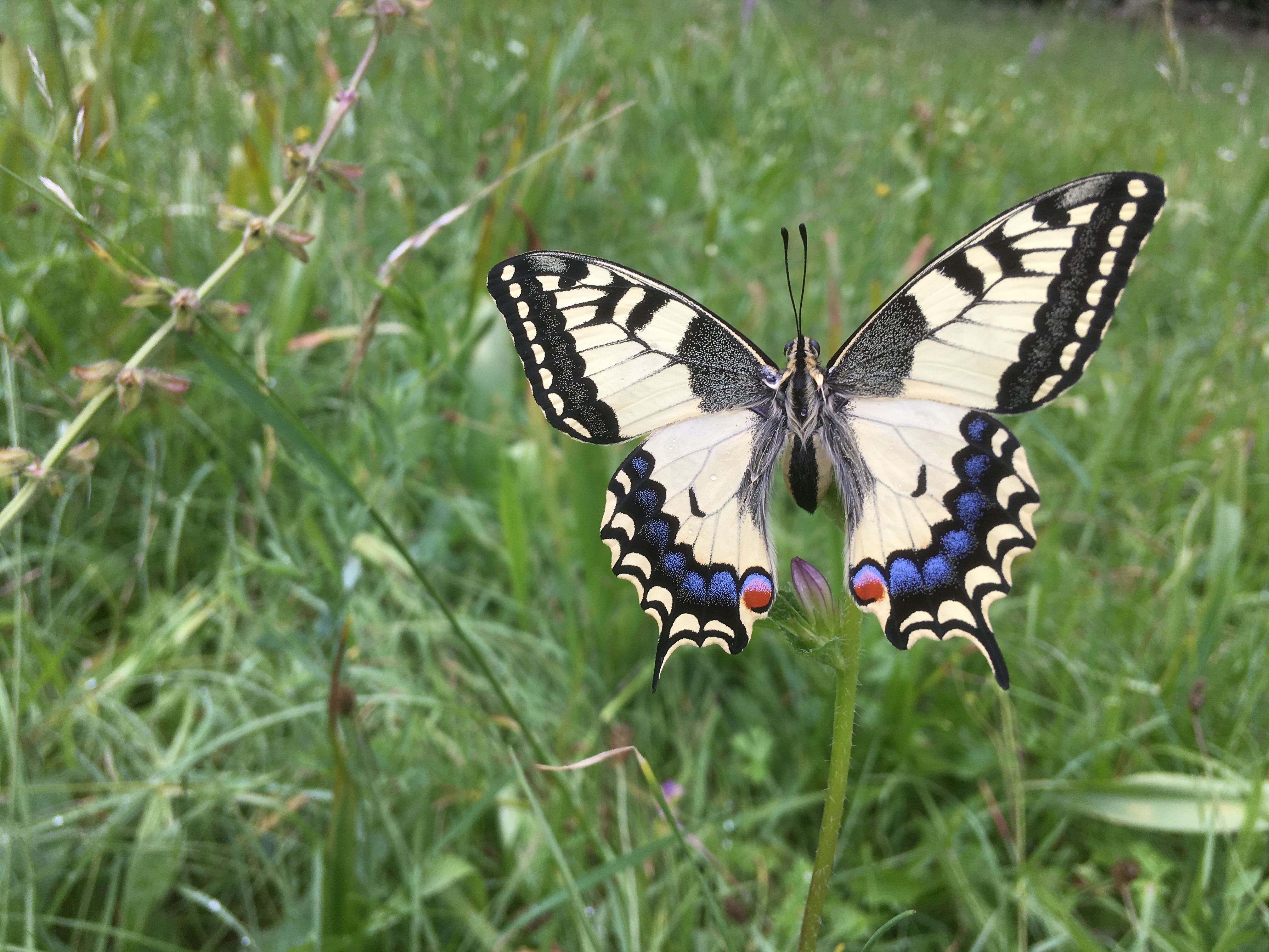 Schwalbenschwanz Schmetterling