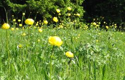 Gelb leuchtende Wiese mit Trollblumen