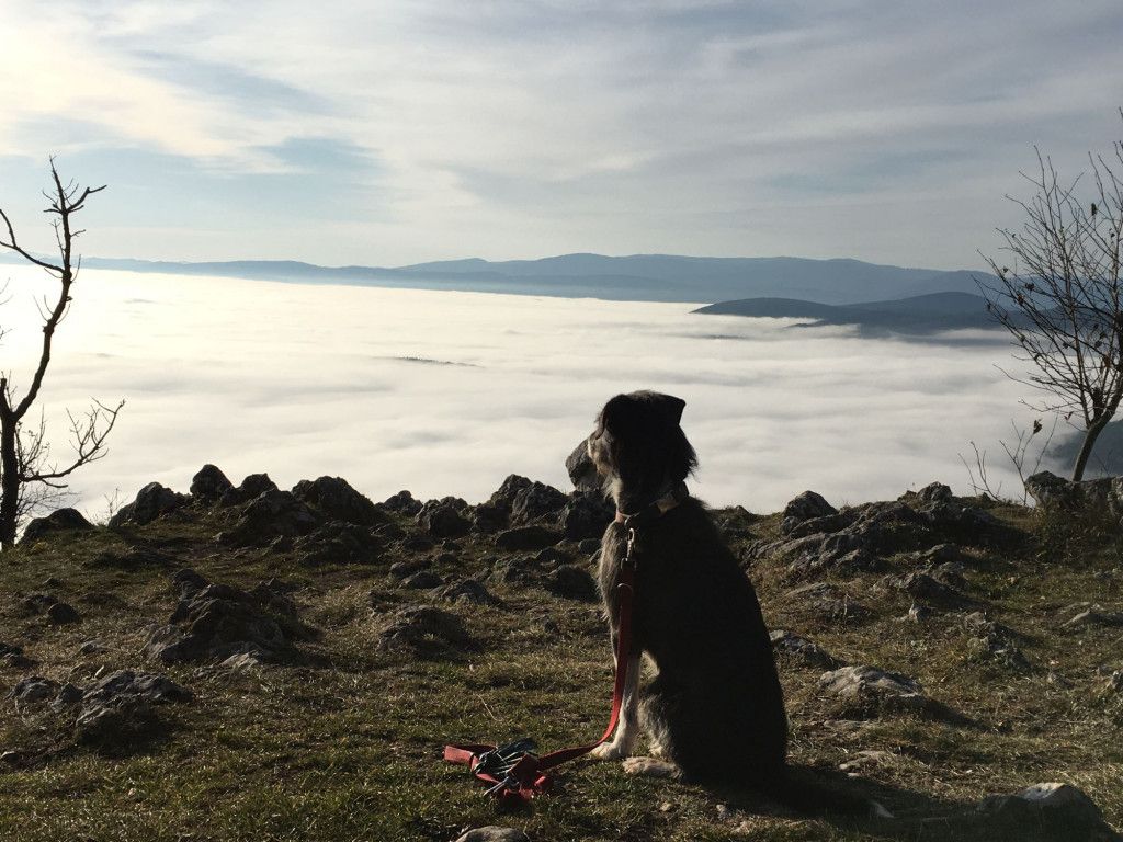 Wandern mit Hund