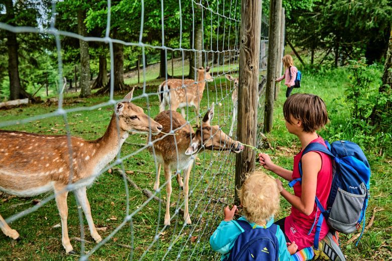 Damhirsche Naturpark Hohe Wand 