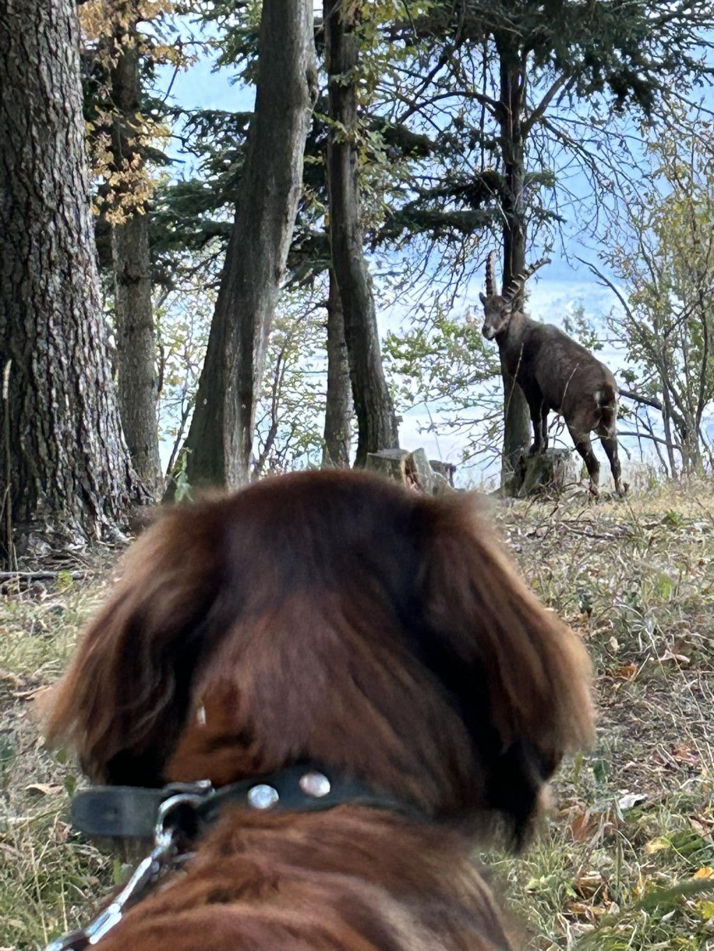 Tierische Begegnung