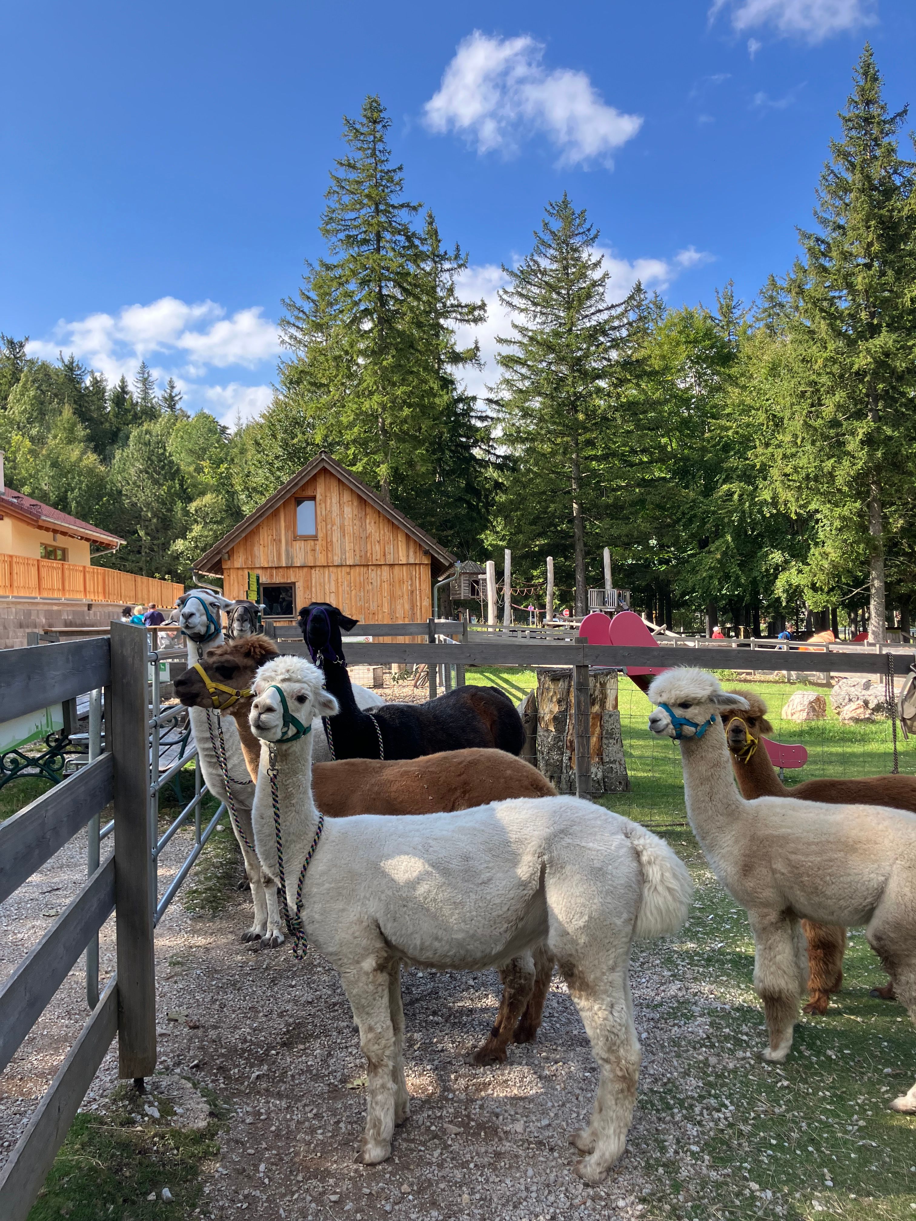 Lamas und Alpakas warten beim Tor auf die Wanderung