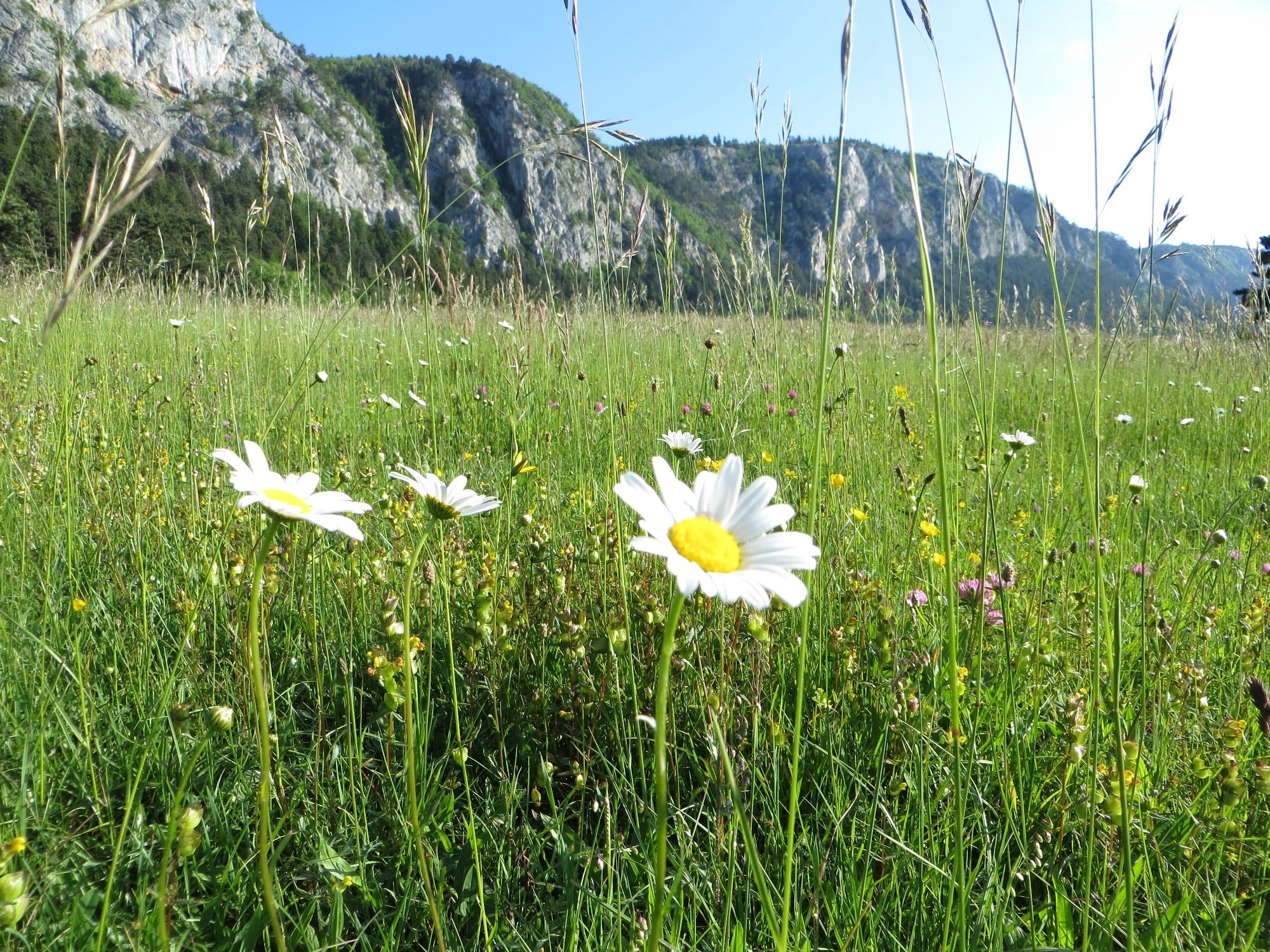 Margerite in bunter Blumenwiese mit Hohe Wand im Hintergrund
