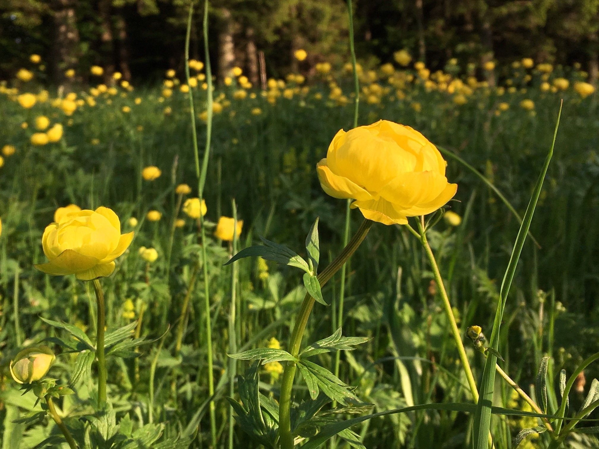 Trollblume