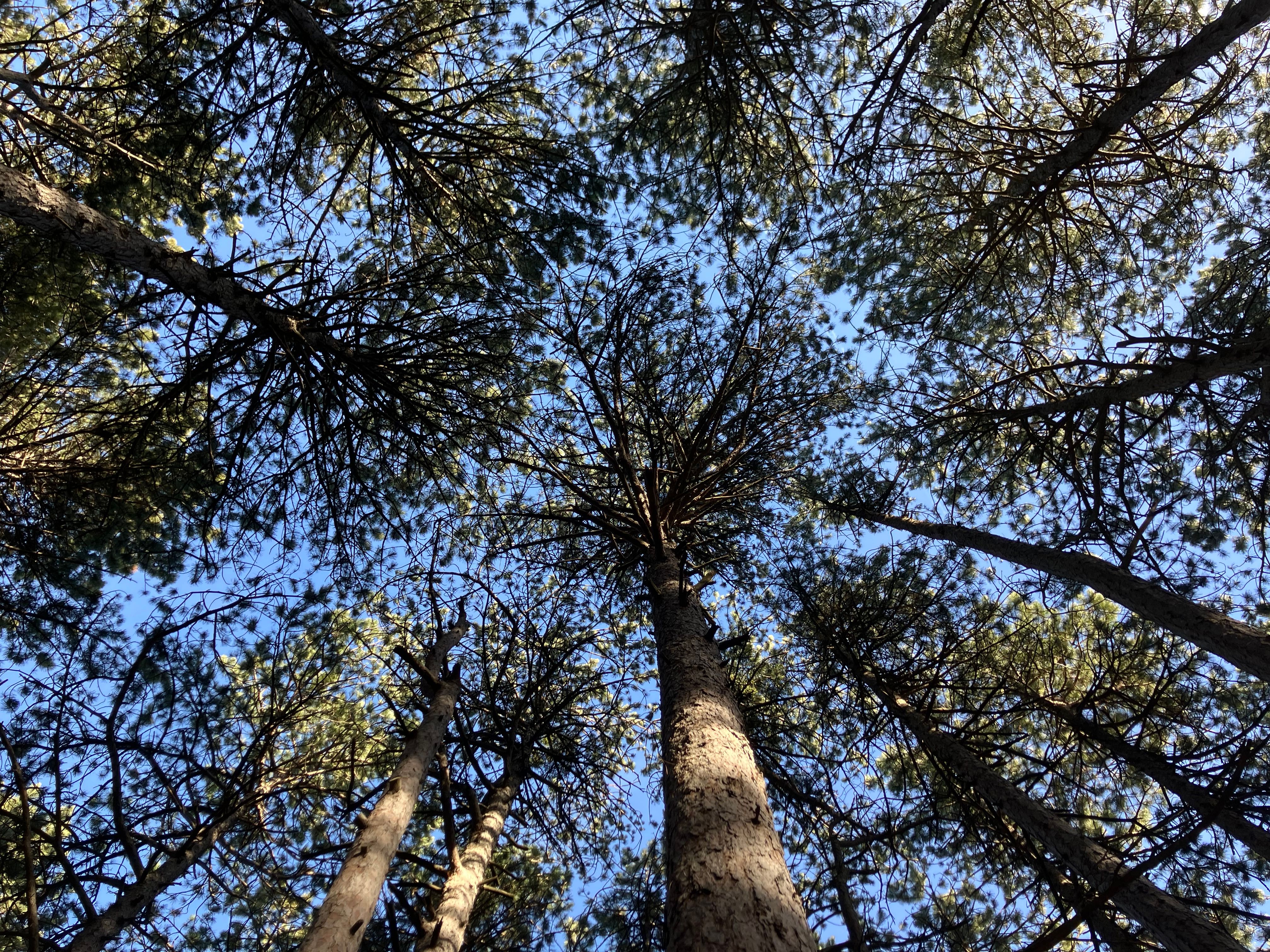 Ein Blick in die Baumkrone des Kiefernwaldes
