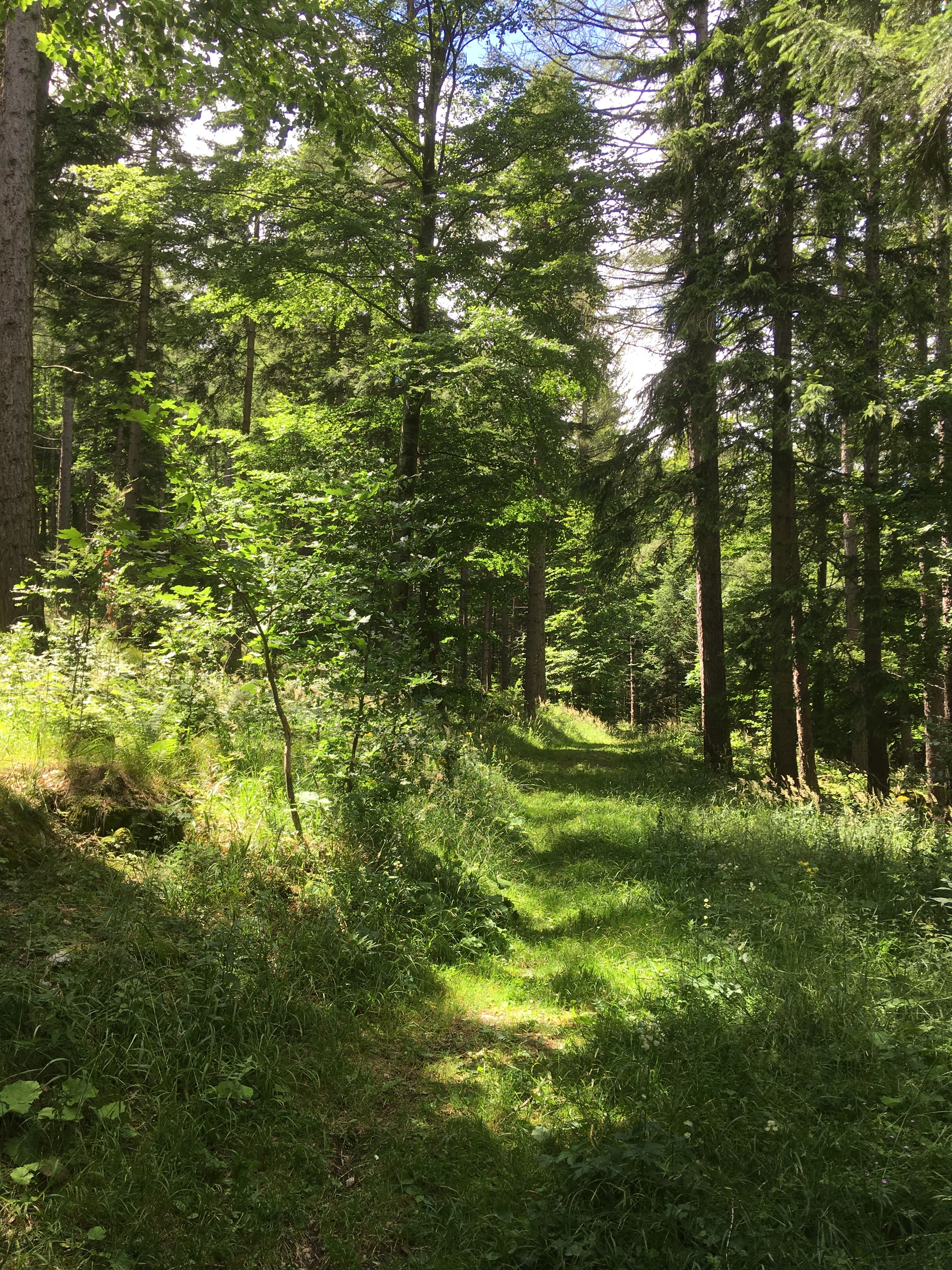 Mischwald mit Nadel- und Laubbäumen