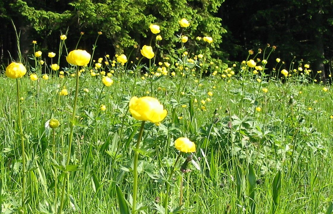 Wiese mit Trollblume