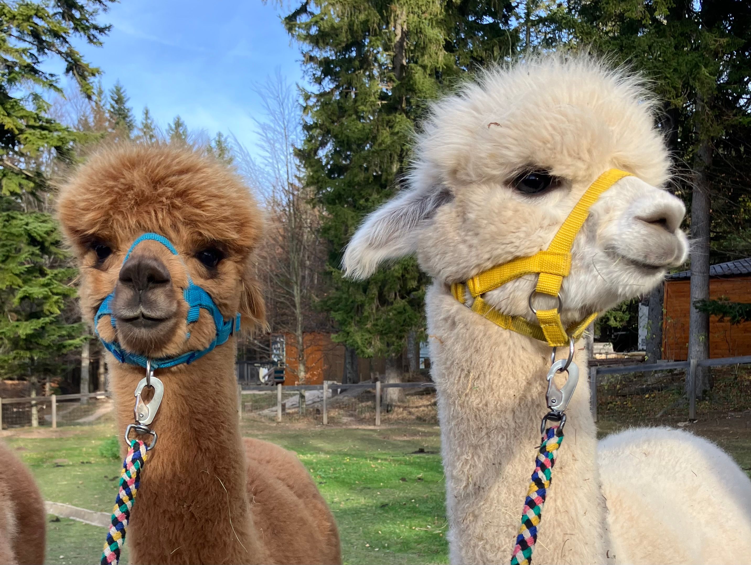 Alpaka Benny und Merlin 