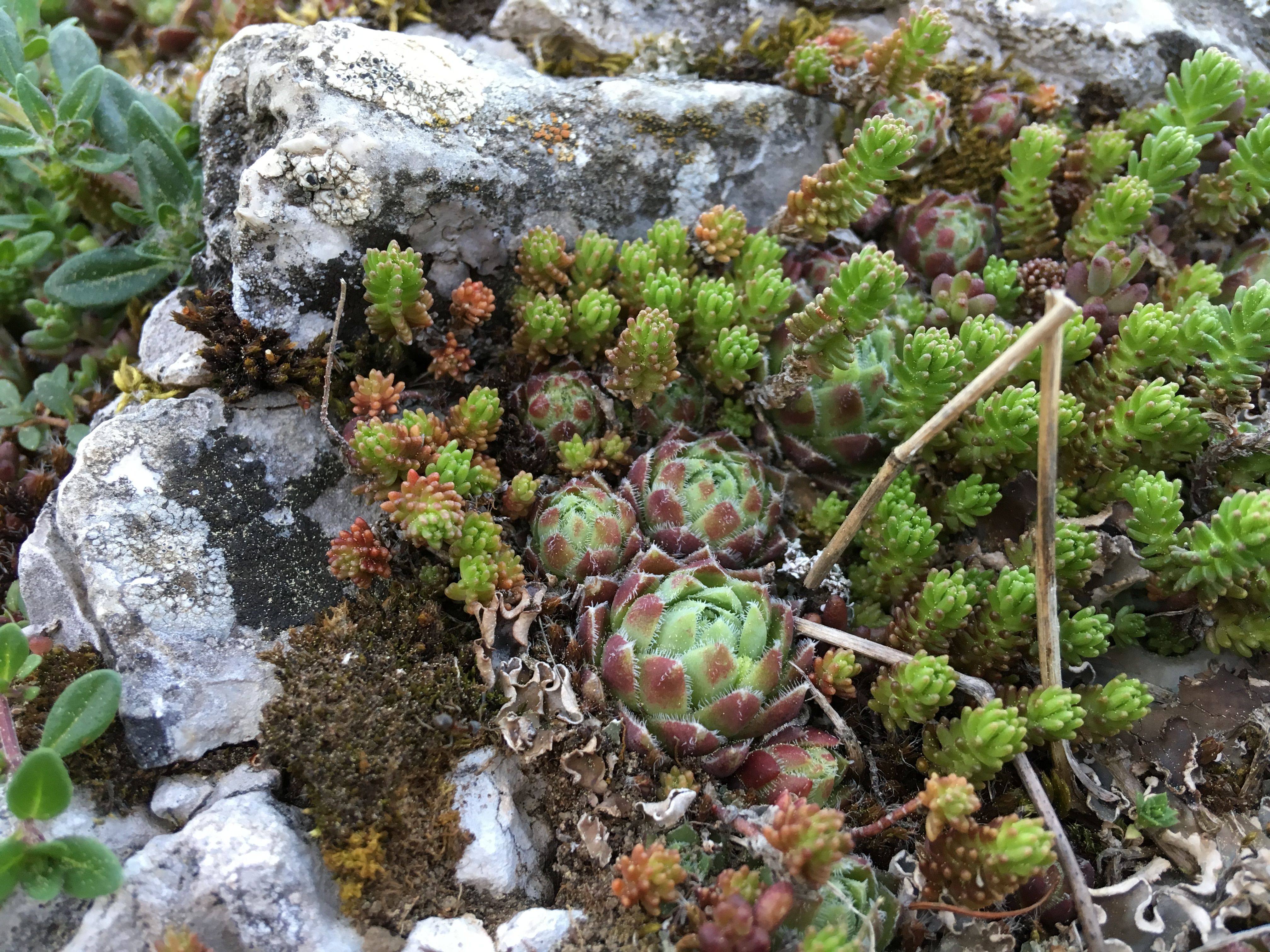 Sukkulenten auf Fels 