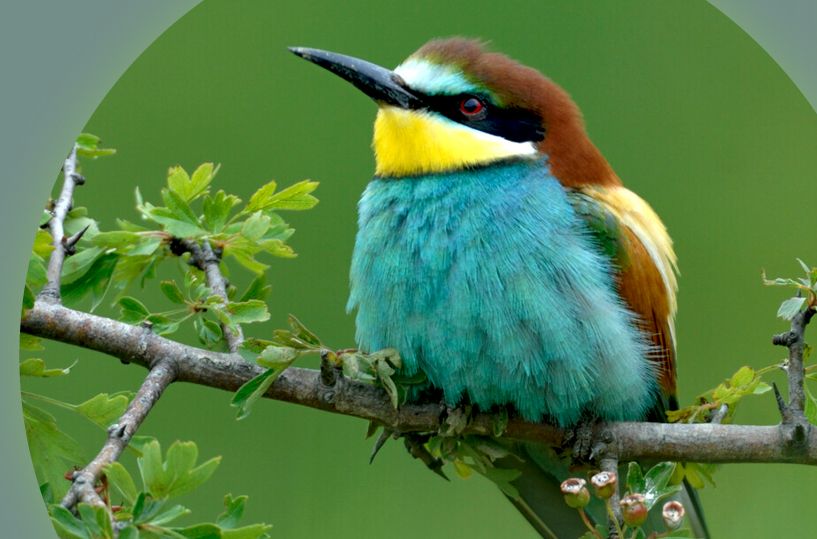 Ein Bienenfresser sitzt auf eine Ast.
