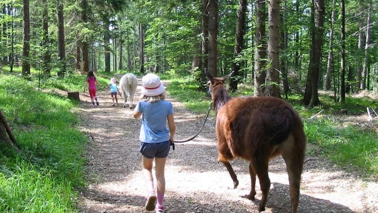 Lama und Alpaka , © Naturpark Hohe Wand 