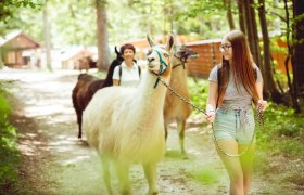 Mit Lamas und Alpakas auf Sommer Tour, © Naturpark Hohe Wand 
