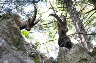 Naturpark Hohe Wand 5, © Naturpark Hohe Wand 