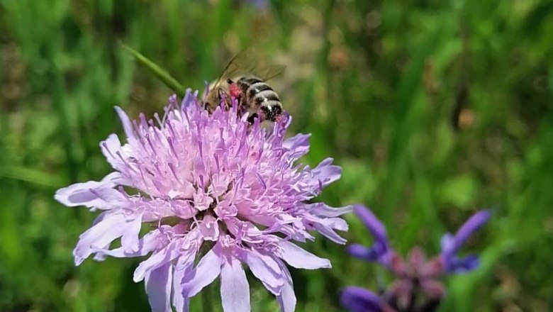 Wildbienen , © Naturpark Hohe Wand 