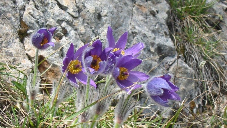 Kuhschelle , © Naturpark Hohe Wand 