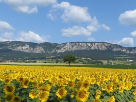 Panorama Hohe Wand (Copyright: Hohe Wand Nature Park ), &copy; Wiener Alpen in Nieder&ouml;sterreich