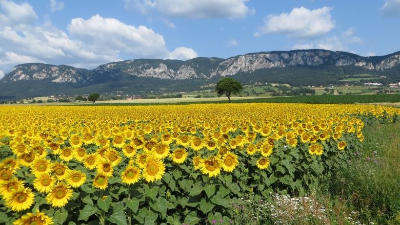 Hohe Wand Panorama Sonnenblumen, © Naturpark Hohe Wand 