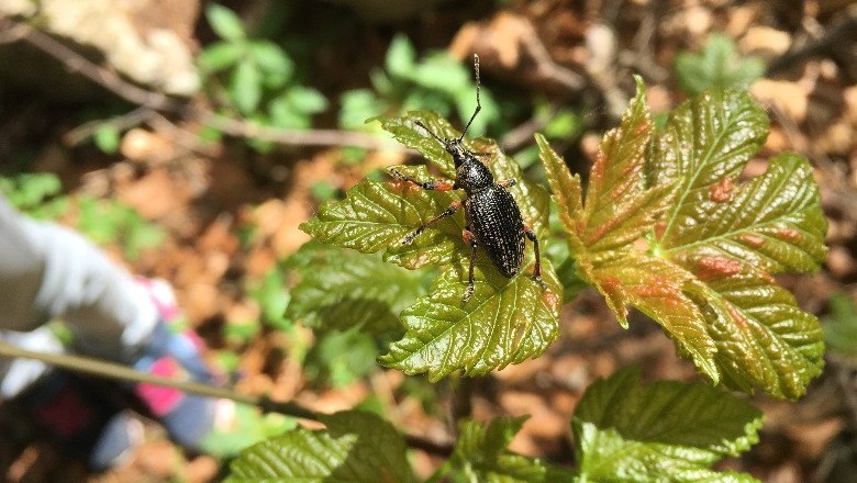 Ahorn Blattentfaltung, © Naturpark Hohe Wand 