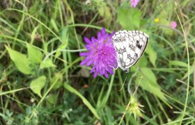 Schmetterlingsparadies , © Naturpark Hohe Wand 