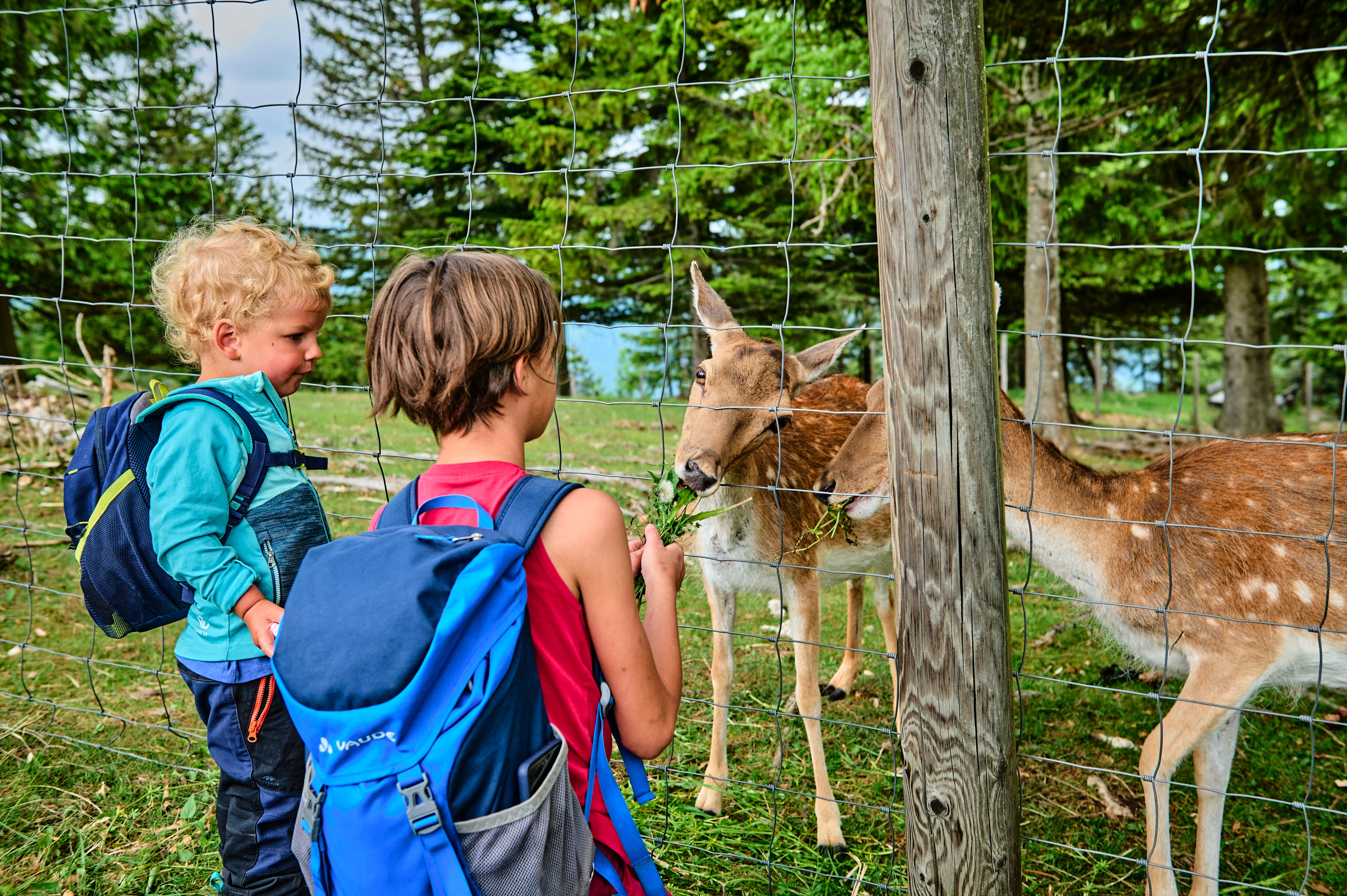 Two children with backpacks are feeding two deer in a wooded pasture near a fence.